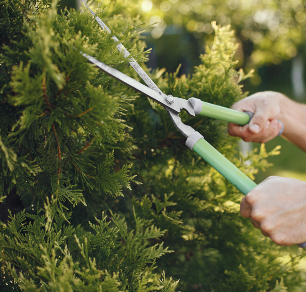 Man trimming bough of brush. guy works in a backyard.<br />